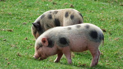 Cerza Zoo - piglets (5)