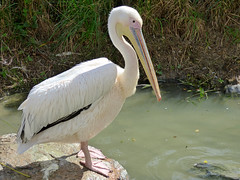 Cerza Zoo - pelican (2)