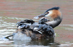 Great Crested Grebes  6