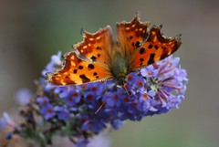 Motyle / Butterfly