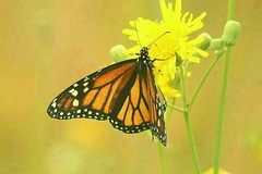 Monarch Butterflies 004