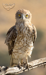 Aguila Culebrera