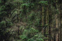 Wald Trees/Lippe