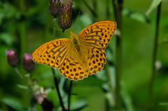 Butterflies - Creative Commons Attribution