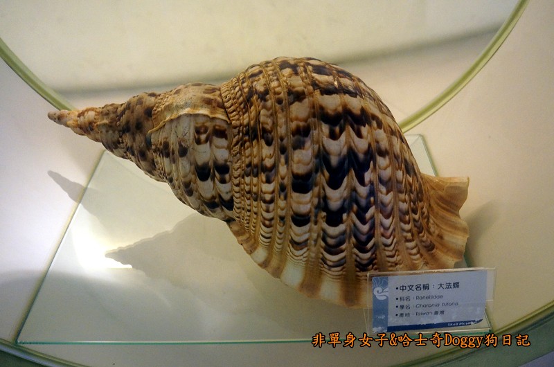 高雄旗津29貝殼博物館