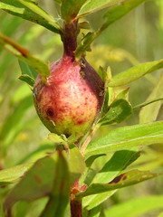 Insect Galls