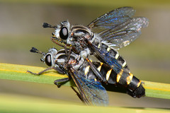 Diptera - Mydid - Diochlistus