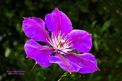 Unidentified Purple Flower at the Queens, N.Y. Botanical Garden