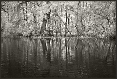 Swamps & Wetlands