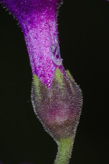 Primula latifolia Lapeyr.