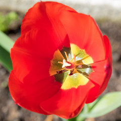 Flora: Flowers - Tulips