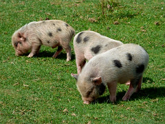 Cerza Zoo - piglets (6)