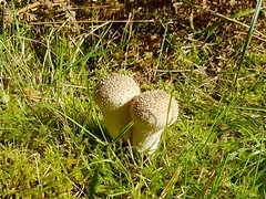 Pilze Mushroom