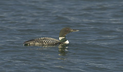 Great-northern Diver (Loon)