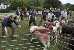 Borrowdale Shepherds Meet, Rosthwaite, Cumbria, September 2017
