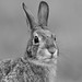 Rabbit-43078.jpg