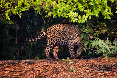 Jaguars in the wild