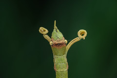 竹節蟲 Phasmatodea