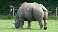 Cerza Zoo - rhinoceros