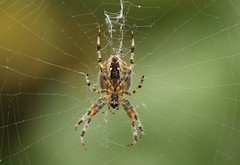 Spiders UK