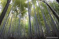 Arishiyama Bamboo Grove