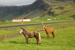 Icelandic horses - ijslandse paarden (June 2017)