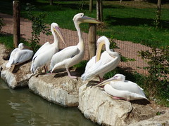 Cerza Zoo - pelicans