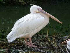 Cerza Zoo - pelican
