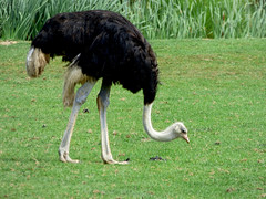 Cerza Zoo  - ostrich