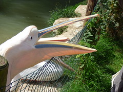 Cerza Zoo - pelican (4)
