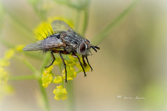 TACHINIDAE (Diptera)