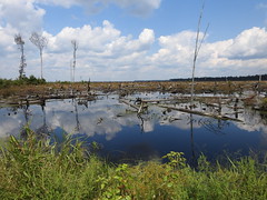 Dismal Swamp State Park