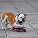 Berlijn, Alexanderplatz Skateboarden Hond