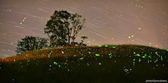 Fireflies and their trails!