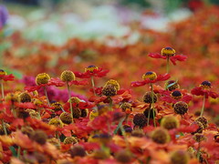 Autumn gardens in August at Kew 2