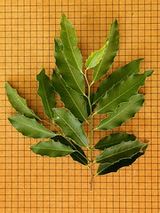AQUIFOLIACEAE - Ilex aquifolium