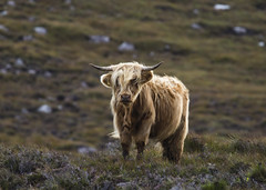 Scotland Trip-Animals