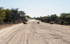 2017, Chobe national park