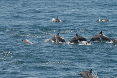 Dolphins at Hualien