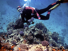Red Sea Scubadiving