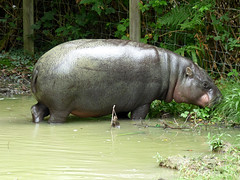 Cerza Zoo - pygmy hippopotamos