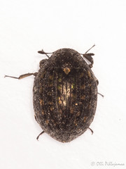 Coleoptera: Byrrhidae of Finland