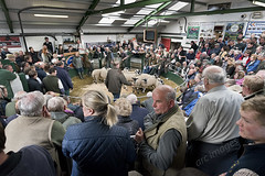 Hawes Auction Mart, September 2017 Sale of Lambs