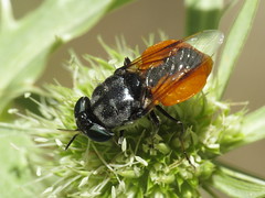 Soldier Flies - Stratiomyidae