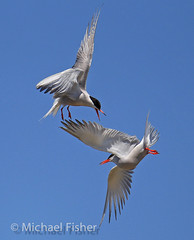 Common Terns nesting in the Gulf of Morbien