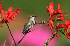 colibri a gorge rubis - ruby throated hummingbird