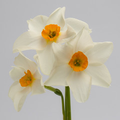 Flora: Flowers - Daffodils