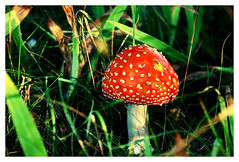 mushroomy