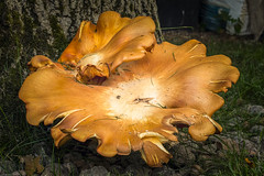 Fungi [Champignons / Fungus]