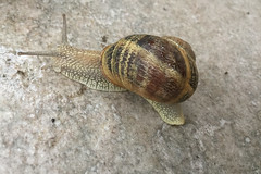 House snail